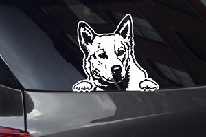 Australian Cattle Looking Out Window Decal