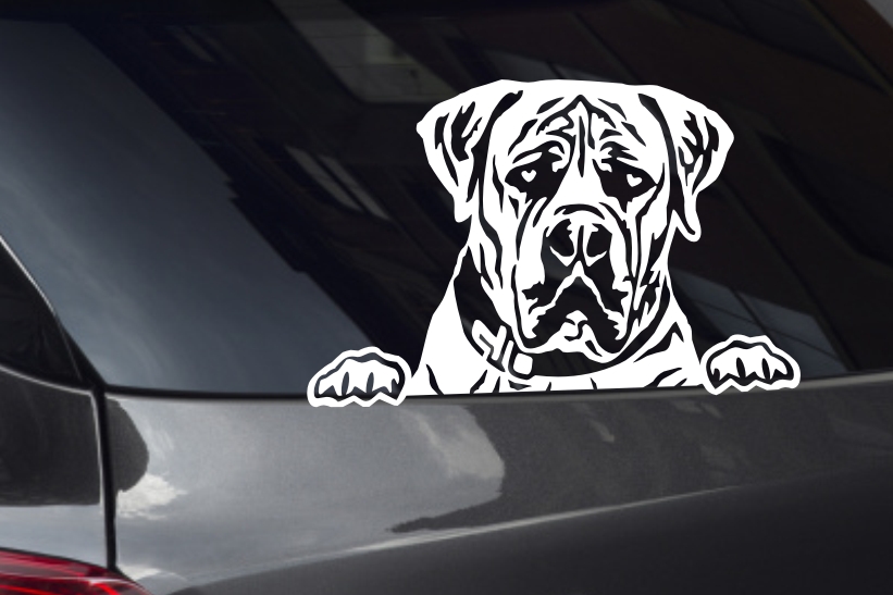 Boerboel Looking Out Window Decal