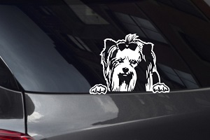 Biewer Terrier Looking Out Window Decal