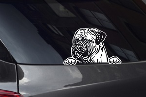 Bullmasstiff Looking Out Window Decal