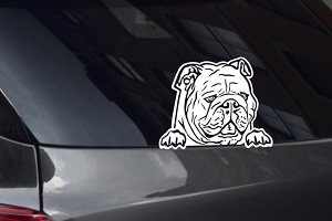 English Bulldog Looking Out Window Decal