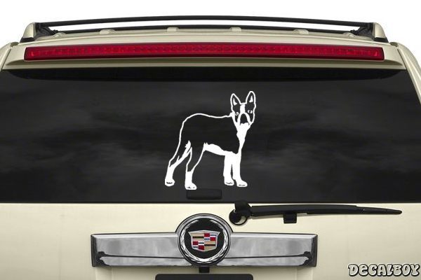 Decal Boston Terrier