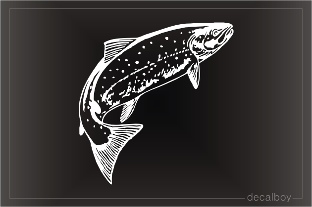 Rainbow Trout Decal